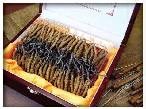 江孜冬虫夏草回收